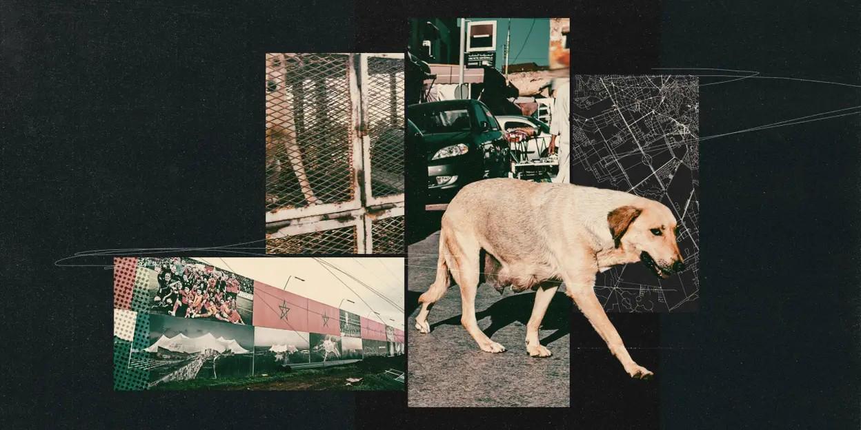 开云手机入口-TA：为筹备2030年世界杯，摩洛哥正在全国范围内扑杀流浪狗