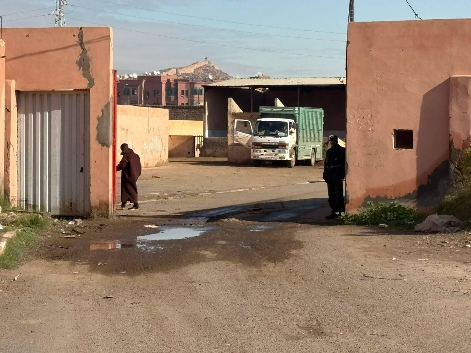 开云手机入口-TA：为筹备2030年世界杯，摩洛哥正在全国范围内扑杀流浪狗