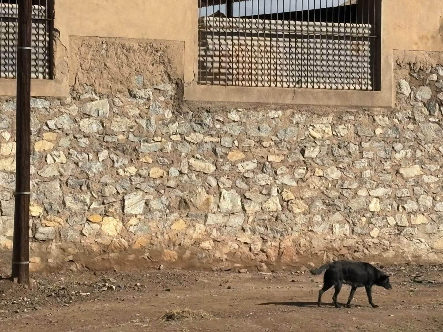 开云手机入口-TA：为筹备2030年世界杯，摩洛哥正在全国范围内扑杀流浪狗